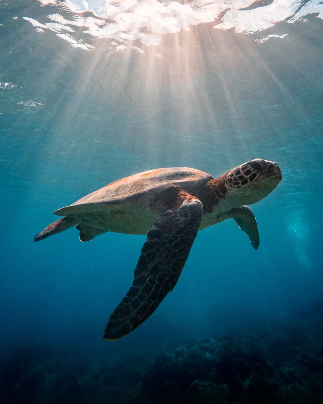 Sea turtle, underwater wide-angle