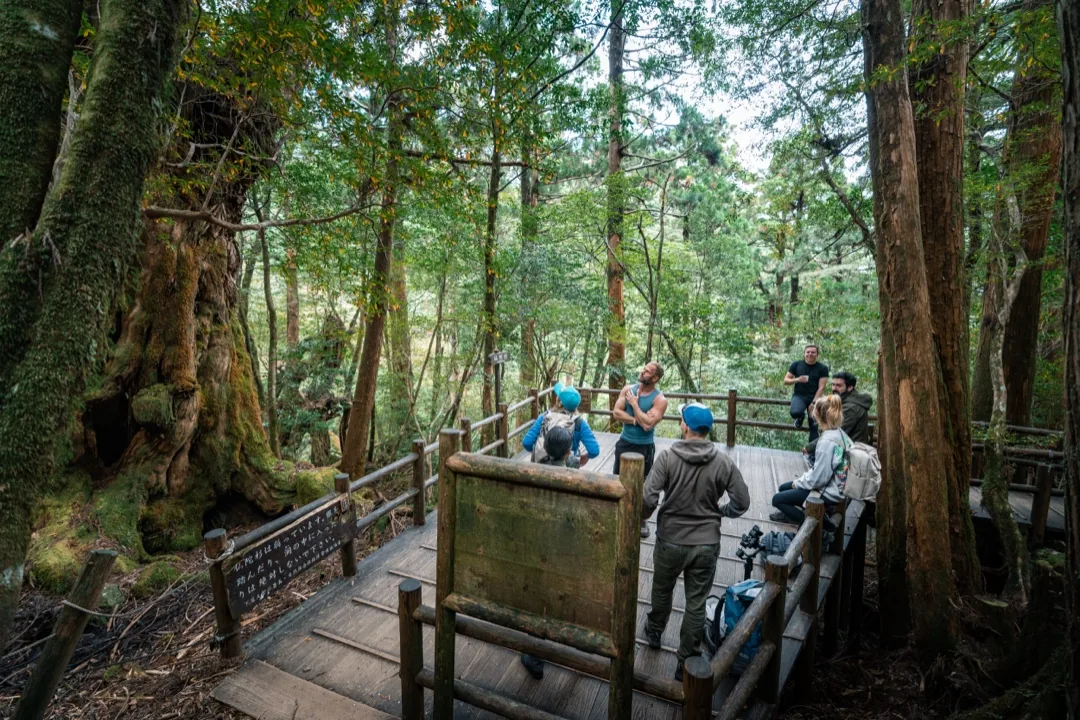 Crew on the suspension bridge in the cedar forest